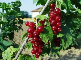 Losan keřový - SKLADEM, kontejner