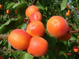 Spring Blush® - SKLADEM