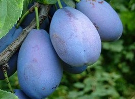 Stanley - SKLADEM -  polomen podnž myrobalán,2 letý stromek se zapěstovanou korunkou 3. nejprodávanější slivoň, výborná na pálení ideální opylovač k odrůdě Toptaste - zvýší úrodu.