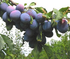 Toptaste® - SKLADEM - podnož myrobalán, plody mají 22 - 32% cukru a požadované švestkové aroma. Ideální na pálení. Dlouhodobě nejprodávanější slivoň! (Top Taste)
