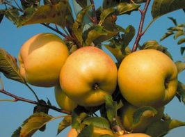 Luna® (zimní) SKLADEM - nenáročná na řez i chemické ošetření