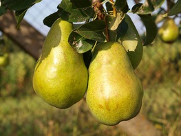 Amfora (zimní) SKLADEM - čtvrtkmen, podnož semenáč. Velmi odolná rzi hrušňové.