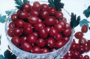 Angrešt Pax®  (beztrný) SKLADEM - stromkový angrešt