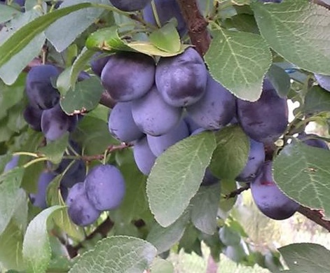  TOPKING® - velkoplodá - SKLADEM - podnož St. Jul.