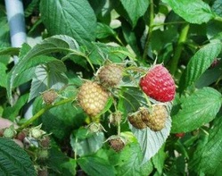 Autum Bliss maliník stáleplodící, kontejner - SKLADEM