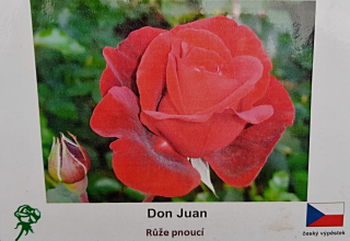 Don JUAN - růže pnoucí - SKLADEM