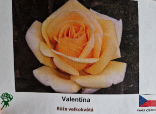 Valentína růže velkokvětá SKLADEM