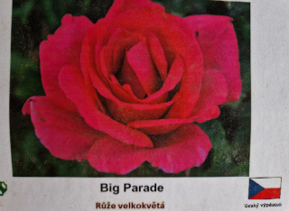 Big Parade růže velkokvětá SKLADEM