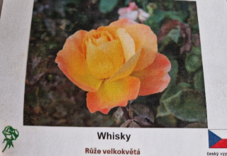 Whisky - růže velkokvětá SKLADEM
