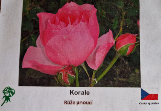 Korale - růže pnoucí SKLADEM